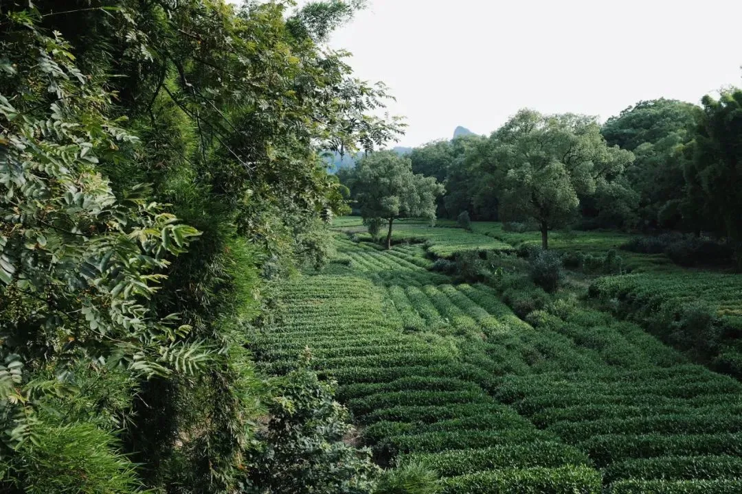 武夷山處處可見茶園景色