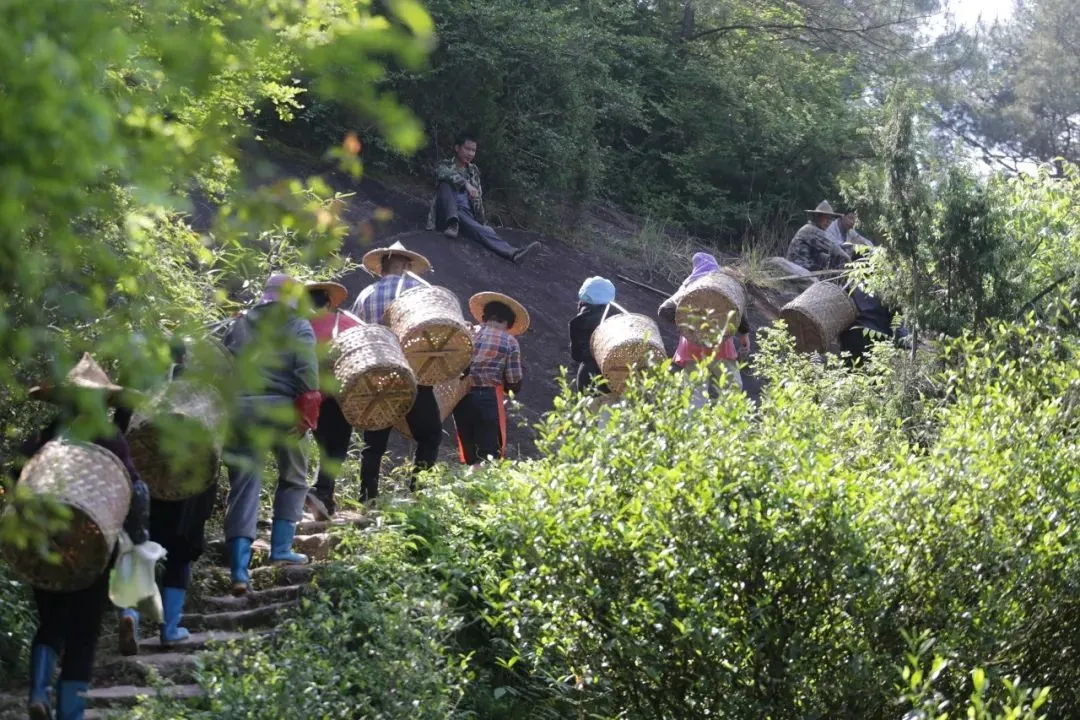 忙碌的采茶人們